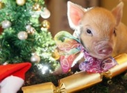 Статья: Как встречать новый 2019 год?