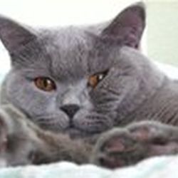 Аватар пользователя KissaKissa