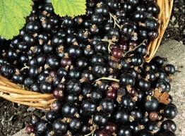 Черная смородина признана самой полезной для здоровья