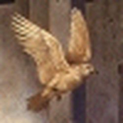 Аватар пользователя Glikerriya