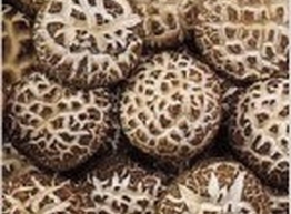 Статья: Кое-что о шиитаке