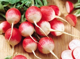 Статья: Редис - ранний, вкусный, полезный 