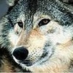 Аватар пользователя Yurii