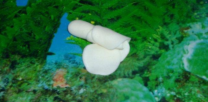 Шаг №8 МК Корзинка с розочками от Annula