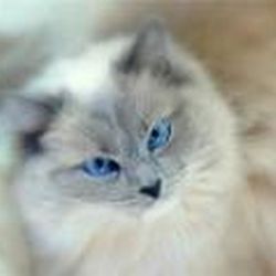 Аватар пользователя Дымка