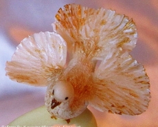 Торт "Весна идет"