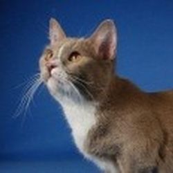 Аватар пользователя Videokat