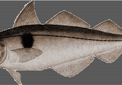 Рецепт: Ушедшая Пикша