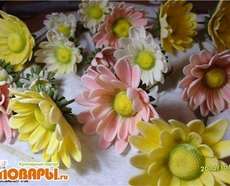 МК Хризантемы от Учредительница