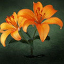 Аватар пользователя Lelya