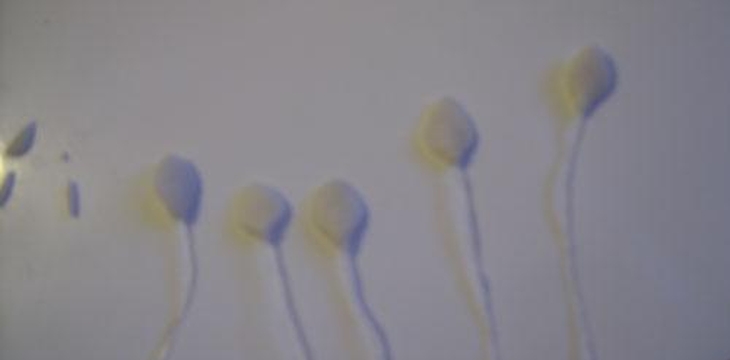 Шаг №8 Жар птица от tanusha84