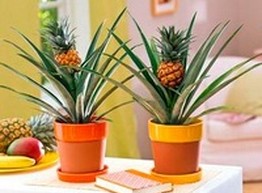 Как вырастить ананас?