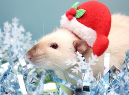 Статья: Белая Металлическая Крыса - как встречать Новый 2020 Год?