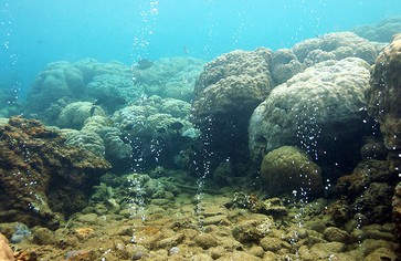 Статья: Морские животные исчезнут, как динозавры