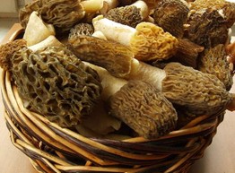 Сморчок и строчок - майский грибок