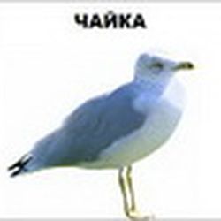 Аватар пользователя lorxen1