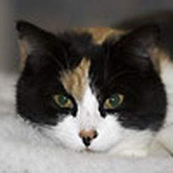 Аватар пользователя володиевна