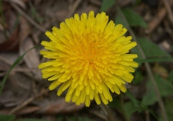 Рецепт: Варенье из одуванчиков №2