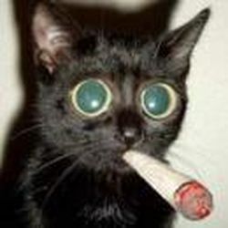 Аватар пользователя Kot_Baun