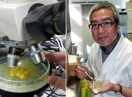 Статья: Японские ученые нашли способ делать любой продукт "тающим во рту"