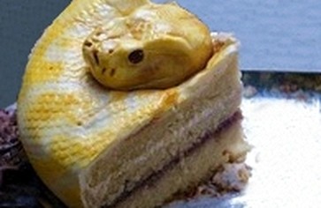 «На лицо ужасные, вкусные внутри..»