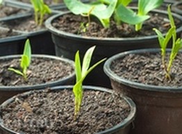 Квартирная грядка: выращиваем зелень на подоконнике