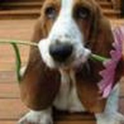 Аватар пользователя Bavori