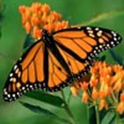 Аватар пользователя Сячинова Алиса