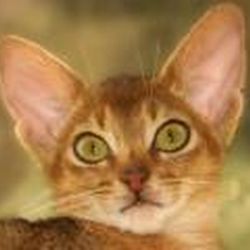 Аватар пользователя Натаsha