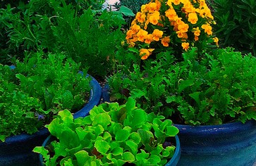 Статья: Первая зелень на нашем столе