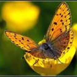 Аватар пользователя Anfisa40