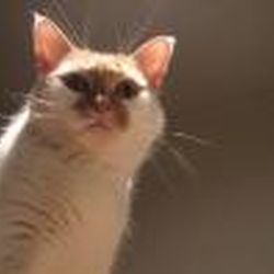 Аватар пользователя sovetykylinara