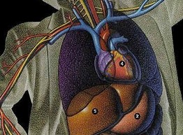 Выявлен новый аспект воздействия алкоголя на сердце