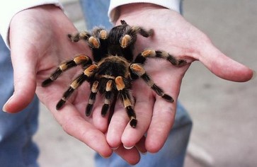 Ах, этот вкусный тарантула…