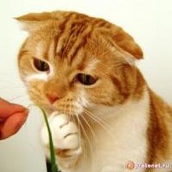 Аватар пользователя Иришка77