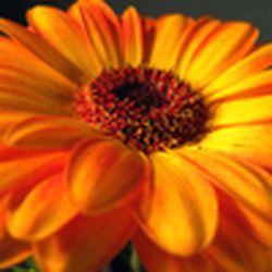 Аватар пользователя Мелисандра