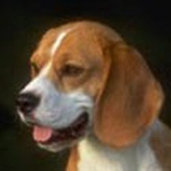 Аватар пользователя meaw