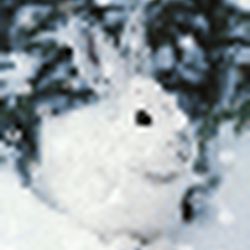 Аватар пользователя куянчик