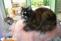 Шаг 2: Сложить томаты в стерилизованную 1-литровую …