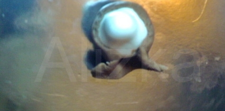 Шаг №17 Маша и Медведь от alizka