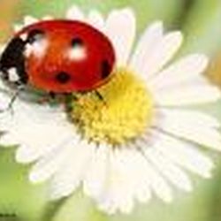 Аватар пользователя Alisa-108