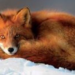 Аватар пользователя Лучик солнца