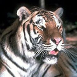 Аватар пользователя NELLAY