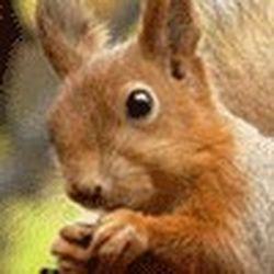 Аватар пользователя MeryAn