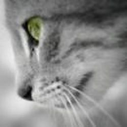 Аватар пользователя feroxprox