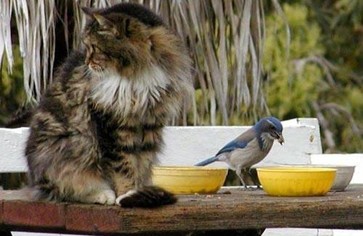 Статья: Кошка усыновила птичку