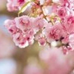 Аватар пользователя NatawaPK