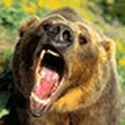 Аватар пользователя tingfeaterpa