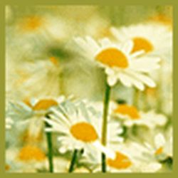 Аватар пользователя ribkasx