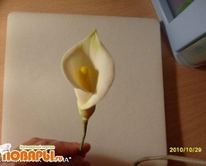 МК Калла от Учредительница